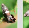 Olethreutinae inconnu